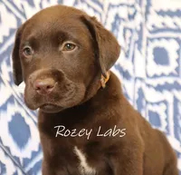 English Boy- Yellow Collar , a male Labrador Retriever for sale in Allendale, MI – 2 of 8