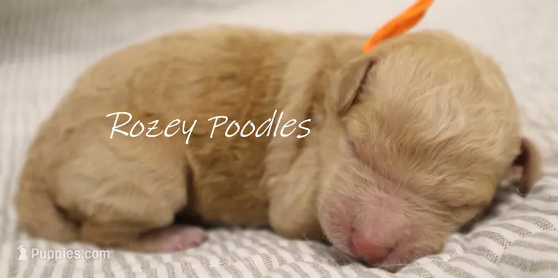 Dior's Orange Collar Girl  – Poodle - Standard  puppy for sale in Allendale, MI