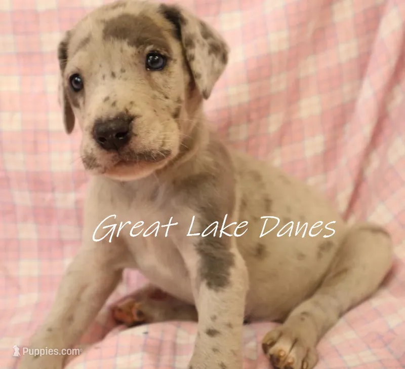 Merle Girl  – Great Dane puppy for sale in Allendale, MI