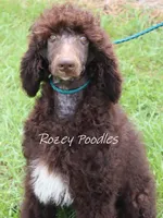 Marcus , a male Poodle - Standard  for sale in Allendale, MI – 10 of 10