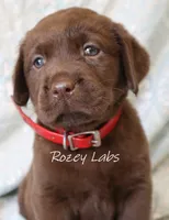 Full English- Red Collar Girl , a female Labrador Retriever for sale in Allendale, MI – 3 of 6