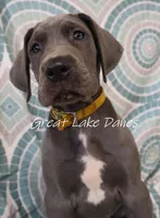 Yellow Collar Girl , a female Great Dane for sale in Allendale, MI – 2 of 5