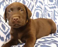 English Boy- Yellow Collar , a male Labrador Retriever for sale in Allendale, MI – 4 of 8