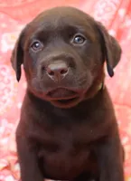 English Chocolate Lab Male , a male Labrador Retriever for sale in Allendale, MI – 3 of 9