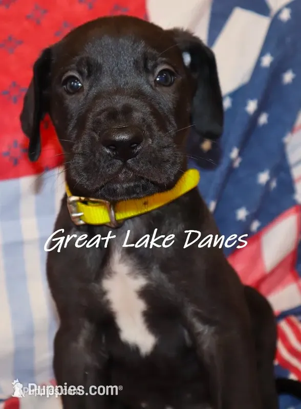 Black Boy Yellow Collar  – Great Dane puppy for sale in Allendale, MI