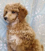 Butterscotch , a male Poodle - Toy  for sale in Allendale, MI – 3 of 4