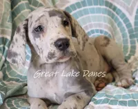 Merle, a female Great Dane for sale in Allendale, MI – 5 of 5