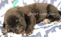 Black Girl , a female Great Dane for sale in Allendale, MI – 2 of 4