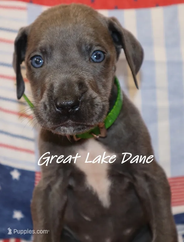 Blue Girl--Green Collar Girl  – Great Dane puppy for sale in Allendale, MI