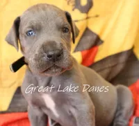 Blue Collar Girl , a female Great Dane for sale in Allendale, MI – 2 of 4