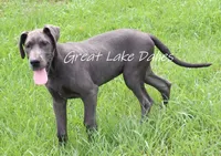 Juliet , a female Great Dane for sale in Allendale, MI – 5 of 5