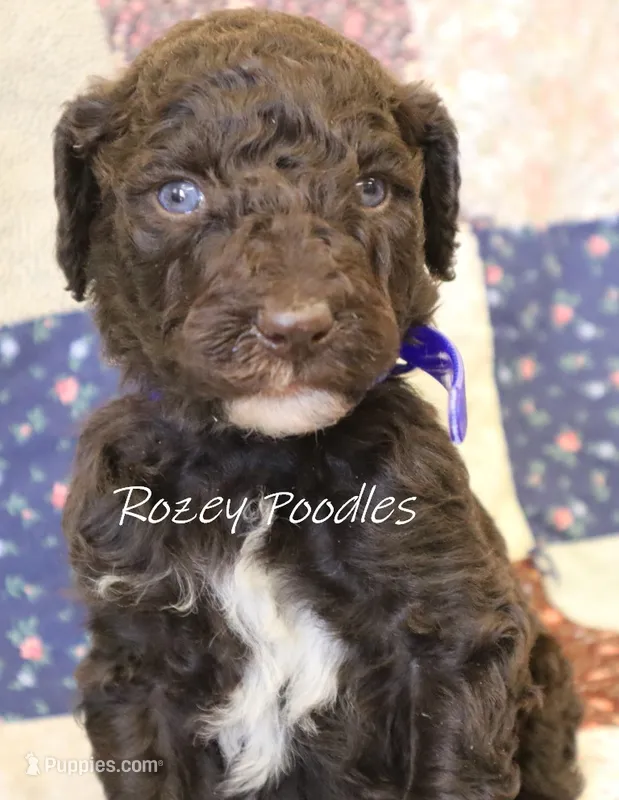 Blue Boy-- Mary Jane  – Poodle - Standard  puppy for sale in Allendale, MI
