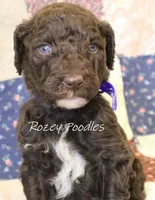 Blue Boy-- Mary Jane , a male Poodle - Standard  for sale in Allendale, MI – 1 of 4