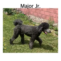 MAJOR JR., a male Poodle - Standard  for sale in Bristolville, OH – 2 of 5