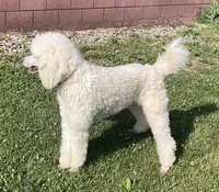 ROYAL PARKER, a male Poodle - Standard  for sale in Bristolville, OH – 2 of 8