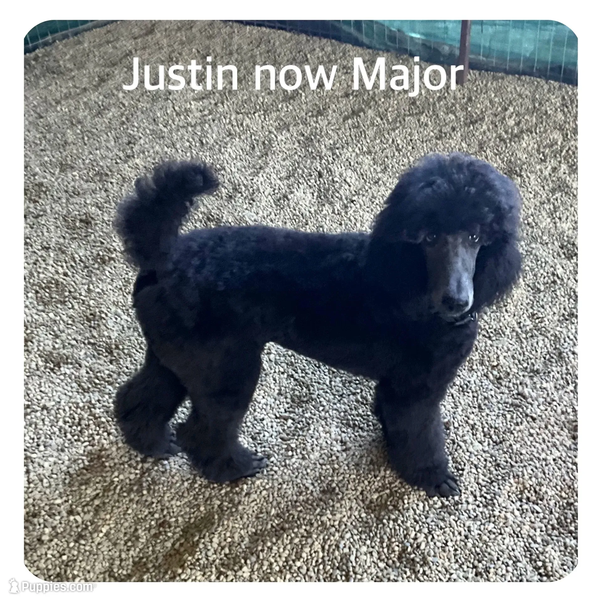 MAJOR JR., a male Poodle - Standard  for sale in Bristolville, OH – 4 of 5