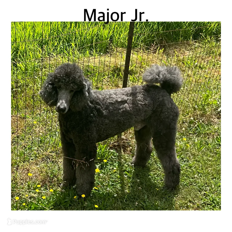 MAJOR JR. – Poodle - Standard  puppy for sale in Bristolville, OH