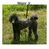MAJOR JR., a male Poodle - Standard  for sale in Bristolville, OH – 1 of 5