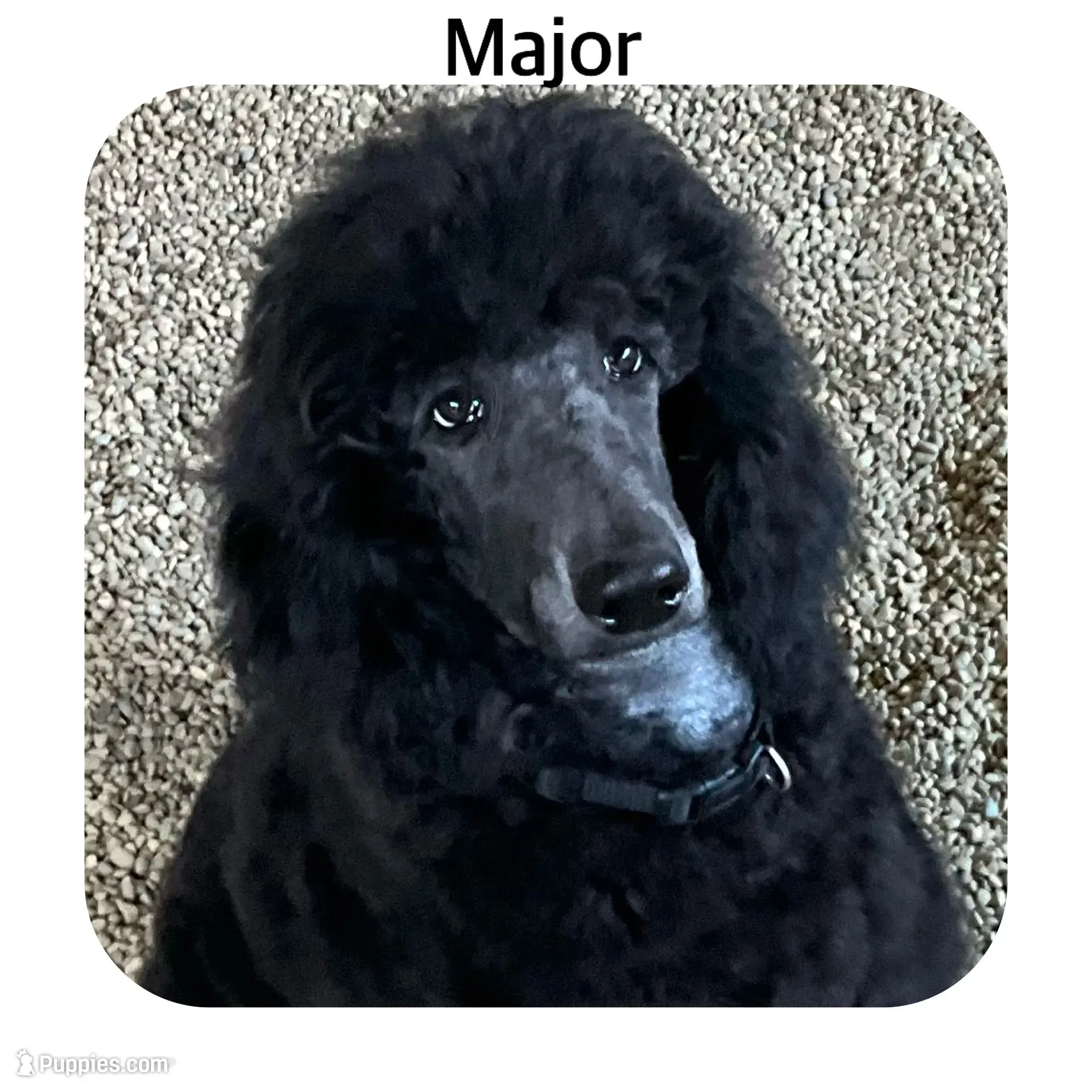 MAJOR JR., a male Poodle - Standard  for sale in Bristolville, OH – 5 of 5