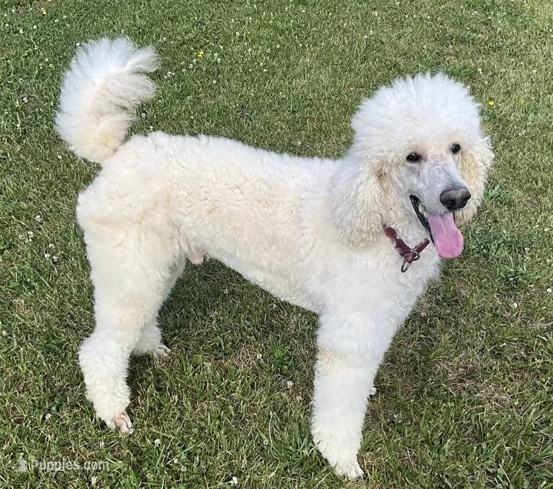 ROYAL PARKER – Poodle - Standard  puppy for sale in Bristolville, OH