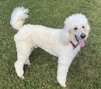 ROYAL PARKER, a male Poodle - Standard  for sale in Bristolville, OH – 1 of 8
