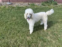 ROYAL PARKER, a male Poodle - Standard  for sale in Bristolville, OH – 3 of 8