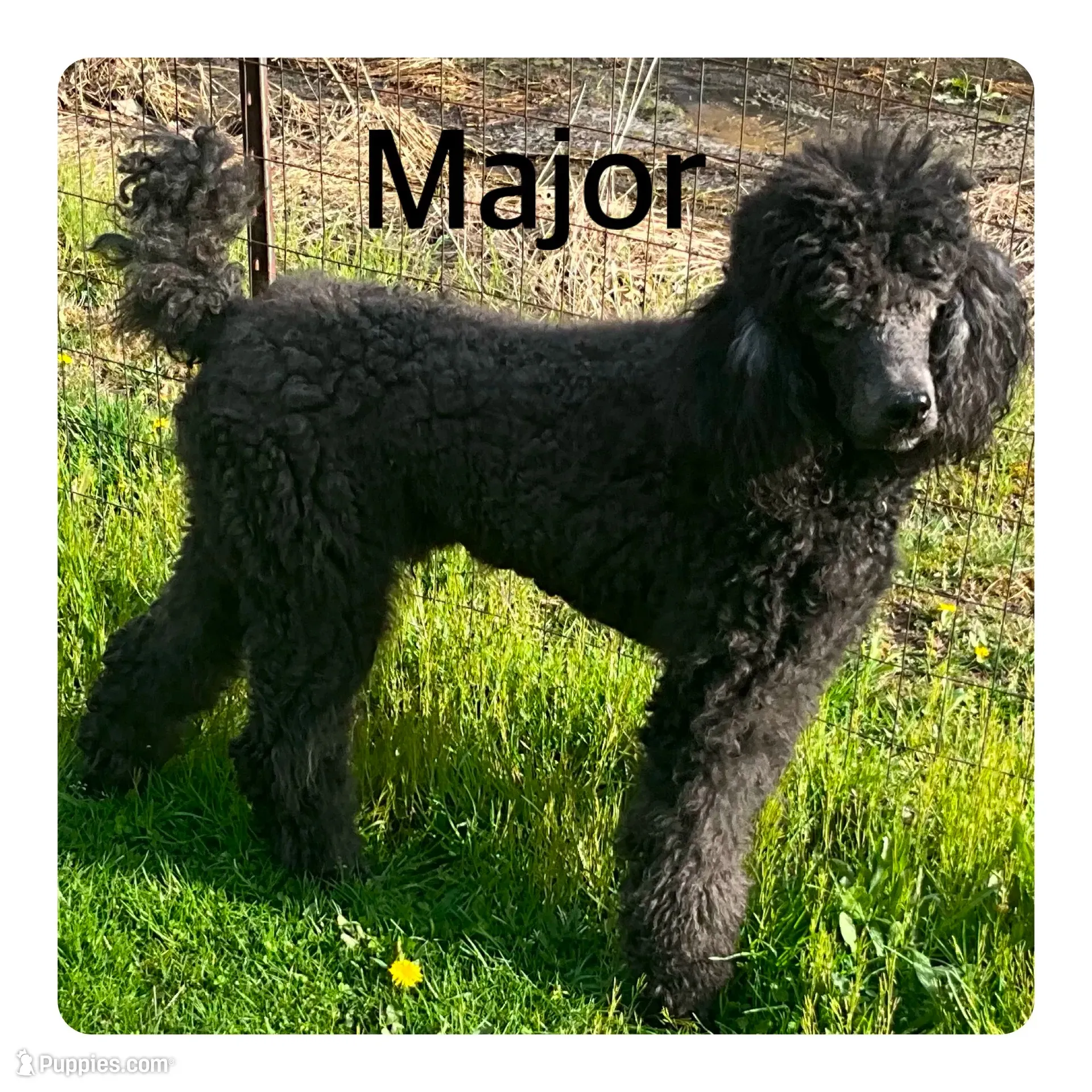 MAJOR JR., a male Poodle - Standard  for sale in Bristolville, OH – 3 of 5