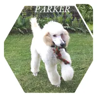 ROYAL PARKER, a male Poodle - Standard  for sale in Bristolville, OH – 3 of 5