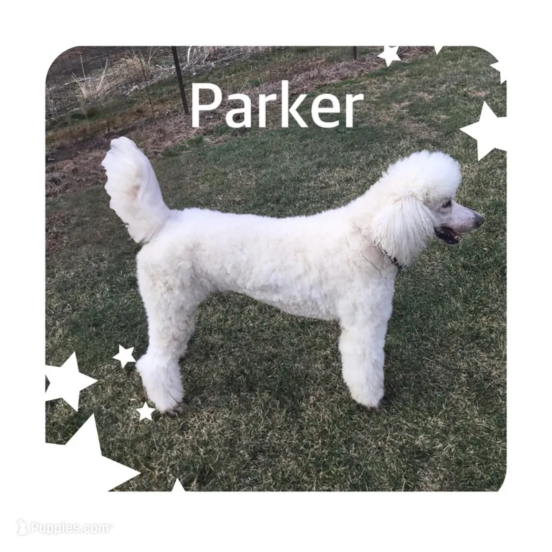 ROYAL PARKER, a male Poodle - Standard  for sale in Bristolville, OH – Photo 1 of 1