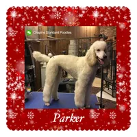 ROYAL PARKER, a male Poodle - Standard  for sale in Bristolville, OH – 4 of 5