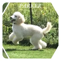 ROYAL PARKER, a male Poodle - Standard  for sale in Bristolville, OH – 2 of 5