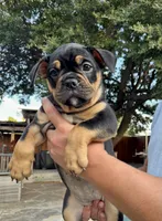 Coco , a female Olde English Bulldogge for sale in Fort Worth, TX – 4 of 10