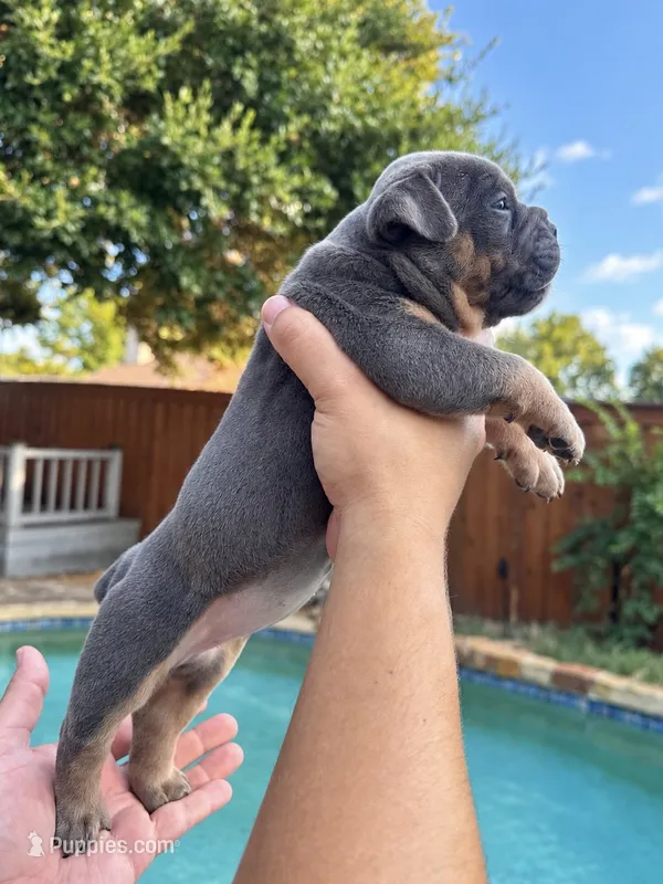 Wrinkles  – Olde English Bulldogge puppy for sale in Fort Worth, TX