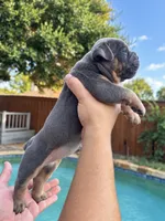 Wrinkles , a female Olde English Bulldogge for sale in Fort Worth, TX – 1 of 3