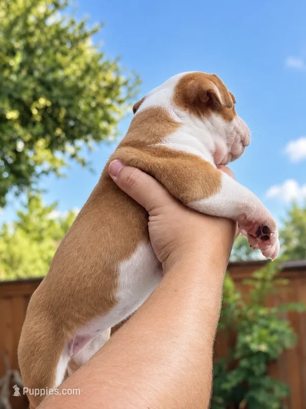 Aurora  – Olde English Bulldogge puppy for sale in Fort Worth, TX