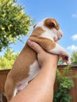 Aurora , a female Olde English Bulldogge for sale in Fort Worth, TX – 1 of 3
