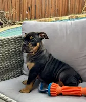 Coco , a female Olde English Bulldogge for sale in Fort Worth, TX – 8 of 10