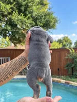 Wrinkles , a female Olde English Bulldogge for sale in Fort Worth, TX – 2 of 3