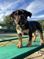 Coco , a female Olde English Bulldogge for sale in Fort Worth, TX – 7 of 10