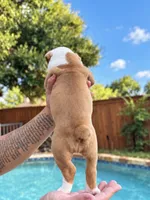 Aurora , a female Olde English Bulldogge for sale in Fort Worth, TX – 3 of 3