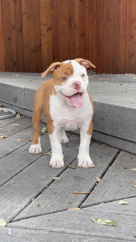 Aurora  – Olde English Bulldogge puppy for sale in Fort Worth, TX
