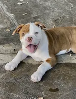 Aurora , a female Olde English Bulldogge for sale in Fort Worth, TX – 2 of 9