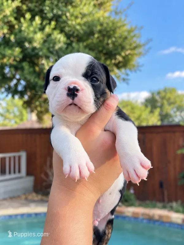 Cowboy  – Olde English Bulldogge puppy for sale in Fort Worth, TX