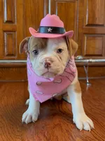 Aurora , a female Olde English Bulldogge for sale in Fort Worth, TX – 6 of 9
