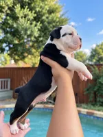Cowboy , a male Olde English Bulldogge for sale in Fort Worth, TX – 3 of 3