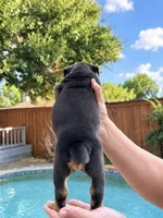 Coco , a female Olde English Bulldogge for sale in Fort Worth, TX – 3 of 3