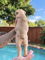 Walrus, a male Olde English Bulldogge for sale in Fort Worth, TX – 3 of 3