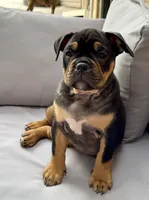 Coco , a female Olde English Bulldogge for sale in Fort Worth, TX – 9 of 10