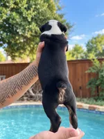 Cowboy , a male Olde English Bulldogge for sale in Fort Worth, TX – 2 of 3