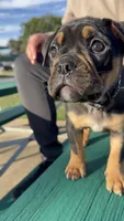 Coco , a female Olde English Bulldogge for sale in Fort Worth, TX – 6 of 10